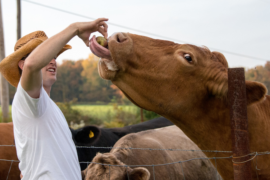 Cow eating an apple at engagement shoot