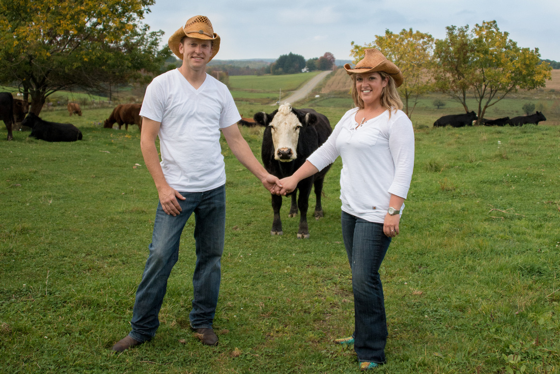 Cow in the field with engagement session