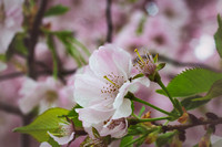 Limited Edition Fine Art|Cherry Blossoms
