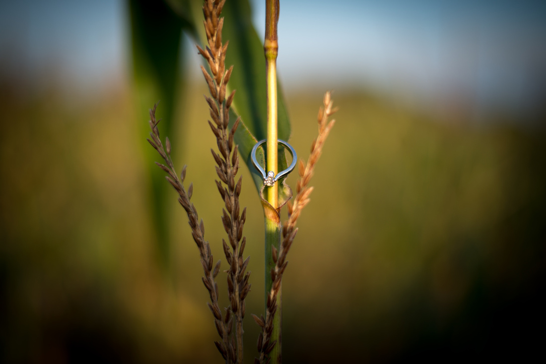 engagement ring on a corn stalk